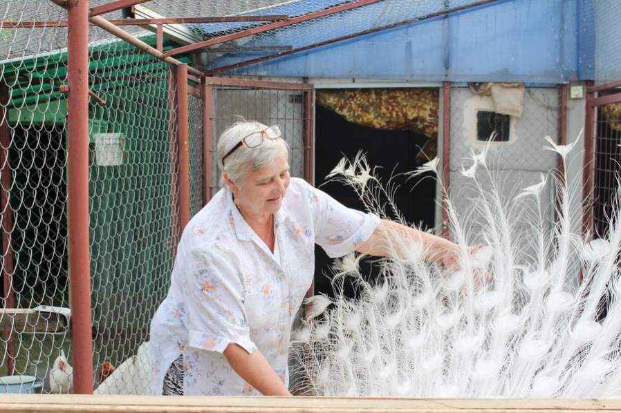 Как в Борисове павлинов разводят