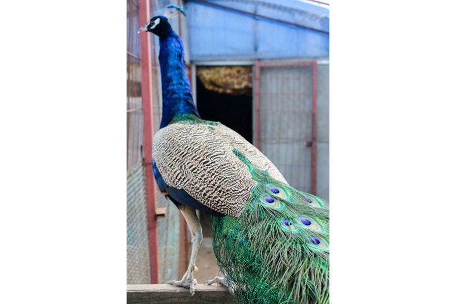Как в Борисове павлинов разводят