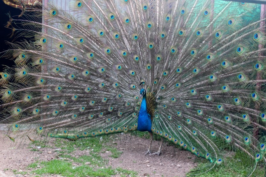 Как в Борисове павлинов разводят