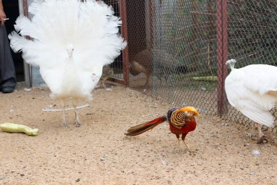 Как в Борисове павлинов разводят